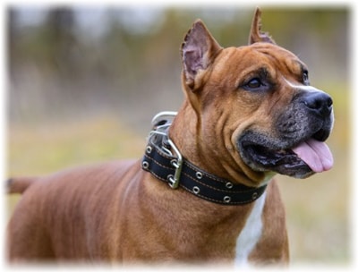 American Staffordshire Terrier rasa fotografie, proprietarii de recenzii