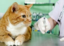 Antibiotice pentru pisici