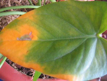 frunze Anthurium rândul său, galben - ce să facă (sfaturi și trucuri)