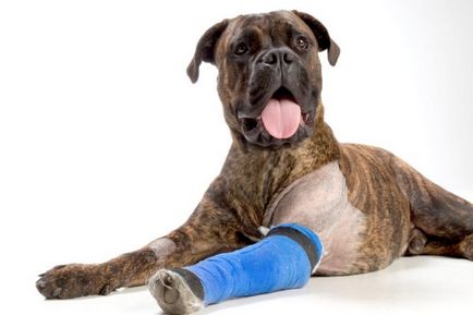 Artrita la simptome câini, medicamente si modul de a trata diferite forme ale bolii