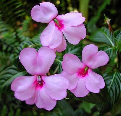 Impatiens fotografie grădină, în creștere de la semințe, plantare și îngrijire de flori