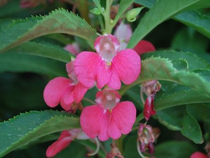 Impatiens fotografie grădină, în creștere de la semințe, plantare și îngrijire de flori