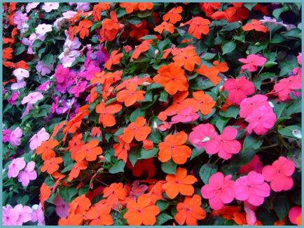 Impatiens plantare de grădină și de îngrijire, fotografii soiuri, cultivare și reproducere în câmp deschis, în rolul