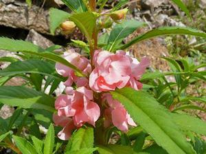 Impatiens soiuri de grădină, cu fotografii, în creștere de la semințe de la domiciliu, de plantare și îngrijire în aer liber