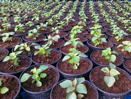 cultivare grădină Impatiens, plantarea răsadurilor prin tehnologie