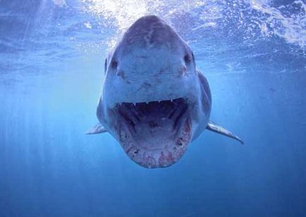 rechin alb - un prădător mare