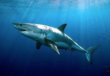 rechin alb - un prădător mare