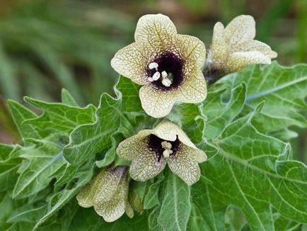 Măselariță - o plantă otrăvitoare (plantă) Măselariță - o plantă otrăvitoare