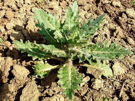 Măselariță - o plantă otrăvitoare (măselariță) Măselariță - o plantă otrăvitoare
