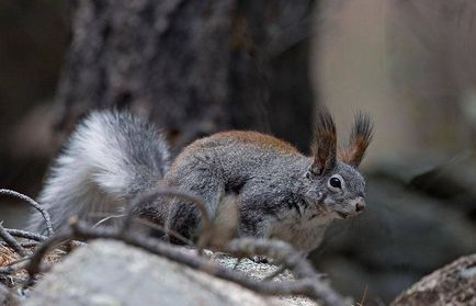 Squirrel - descriere, tipuri, ce să mănânce, în cazul în care se află, fotografii