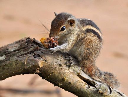 Squirrel - descriere, tipuri, ce să mănânce, în cazul în care se află, fotografii