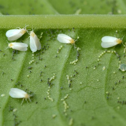 combatere a dăunătorilor whitefly, remediu, cum să scape de tomate cu efect de seră în căile de atac populare