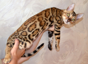 Caracteristici Bengal leopard pisica de rasa, de îngrijire și prețul pentru un pisoi