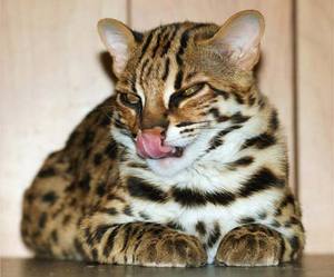 Caracteristici Bengal leopard pisica de rasa, de îngrijire și prețul pentru un pisoi