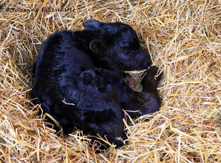 Sarcinii, nașterii și fătării vaci