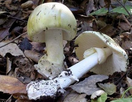 Pale Toadstool - ciuperci otrăvitoare și cele mai periculoase
