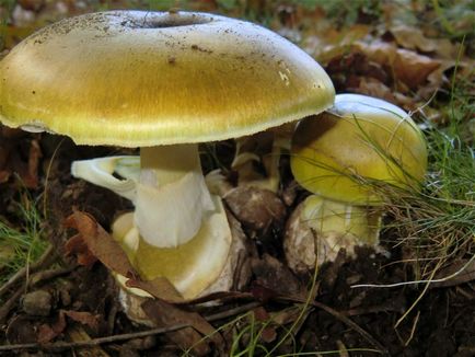 Pale Toadstool - o ciupercă mortală