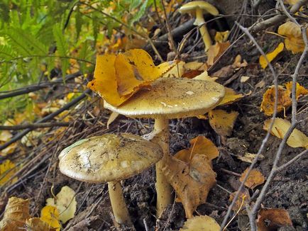 Pale Toadstool - o ciupercă mortală