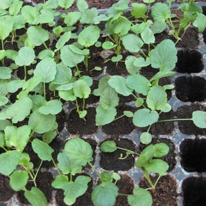 Pentru mai multe informații despre cum să crească panseluțe într-o grădină acasă