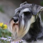 Bolognese câine rasa descriere, poze, video natura