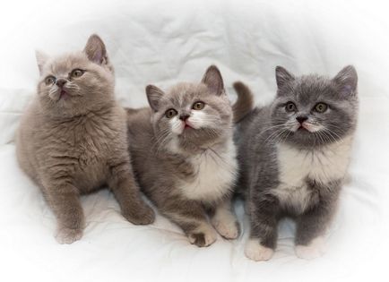 fotografii British shorthair pisici, descriere rasa, culori și recenzii