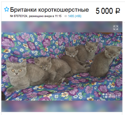 fotografii British shorthair pisici, descriere rasa, culori și recenzii