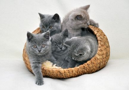 fotografii British shorthair pisici, descriere rasa, culori și recenzii