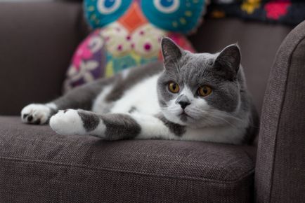 fotografii British shorthair pisici, descriere rasa, culori și recenzii