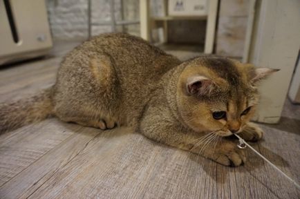 fotografii British shorthair pisici, descriere rasa, culori și recenzii