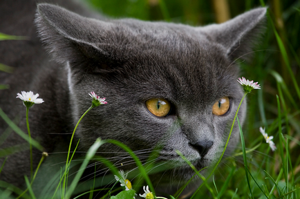 fotografii British shorthair pisici, descriere rasa, culori și recenzii