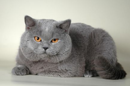 fotografii British shorthair pisici, descriere rasa, culori și recenzii