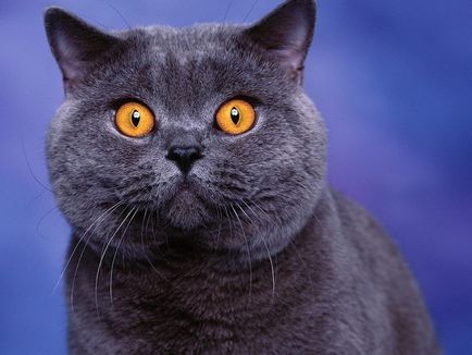 British Shorthair rasa descriere standard, posibile culori, caracteristici