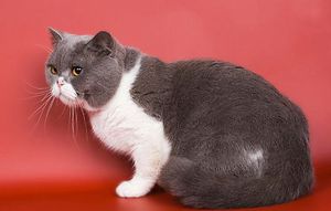 British Shorthair rasa descriere standard, posibile culori, caracteristici