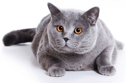 pisică britanic, descriere rasa cu fotografii, de îngrijire și caracterul