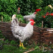 Ce și cum să se hrănească găinile ouătoare, la o bine măturat la domiciliu hrănire dieta dreapta