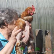 Ce și cum să se hrănească găinile ouătoare, la o bine măturat la domiciliu hrănire dieta dreapta