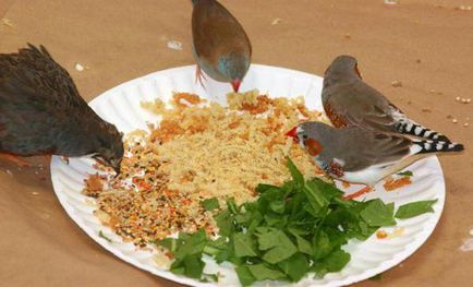 Descrierea cinteze hranei pentru animale și conținutul în special păsări