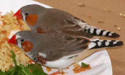 Descrierea cinteze hranei pentru animale și conținutul în special păsări