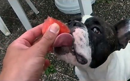 Ce să se hrănească un buldog francez, o dieta mai buna, fotografii și video