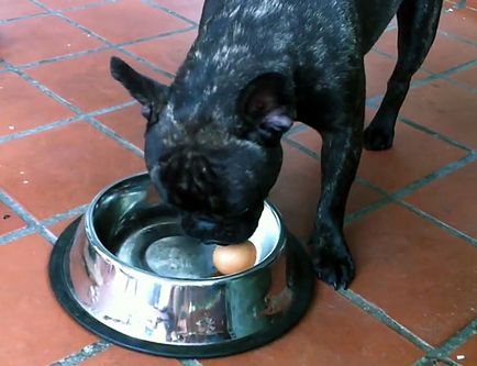 Ce să se hrănească un buldog francez, o dieta mai buna, fotografii și video