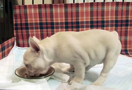 Ce să se hrănească un buldog francez, o dieta mai buna, fotografii și video