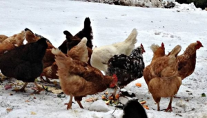 Ce să se hrănească puii, astfel încât au efectuat o mulțime de ouă de regulile de bază ale regimului și dieta