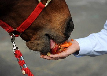 Ce să se hrănească un cal