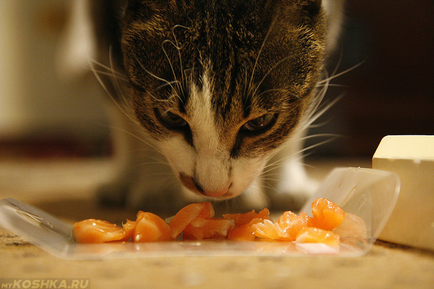 Ce să se hrănească o mâncare pentru pisici sterilizate la domiciliu