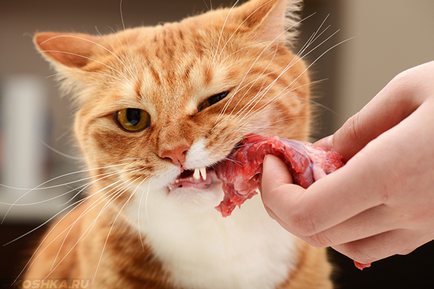 Ce să se hrănească o mâncare pentru pisici sterilizate la domiciliu