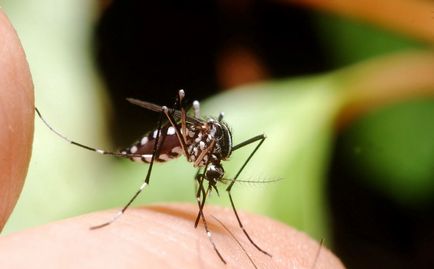 Insecta frotiu musca fonduri de la țânțari și musculițe, pentru copii cremă, unguent pentru mancarime, gel