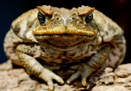 Ceea ce este diferit de broaștele similitudine Toad broasca si toads