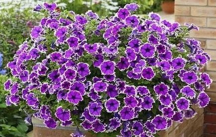 Furajul pentru petunia înflorire abundentă (petunia abundentă înflorire) Alimentarea pentru petunie înflorire abundentă
