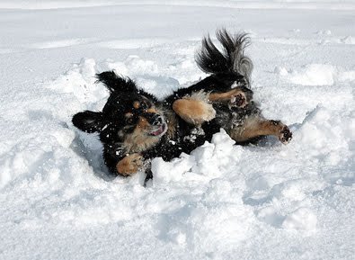 Cum se distra un câine în articole de iarnă