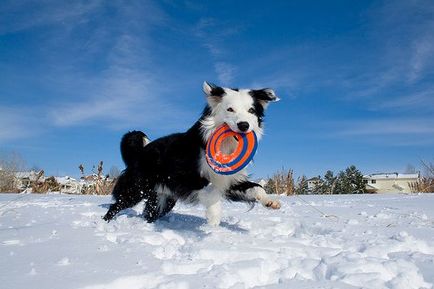 Cum se distra un câine în articole de iarnă